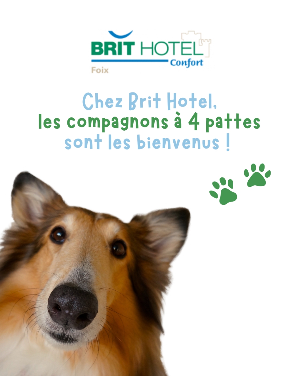 Nos amis les chiens 