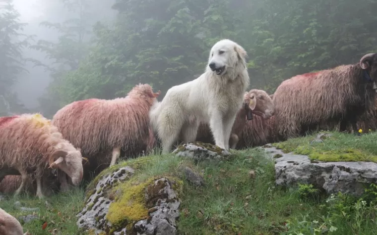 Chien des Pyrénées 